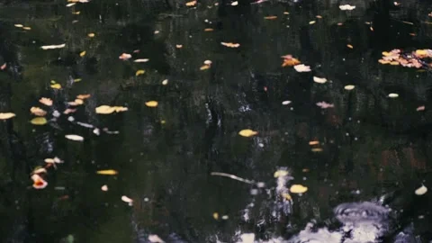 Rain falling on the lake Stock Footage 141065186