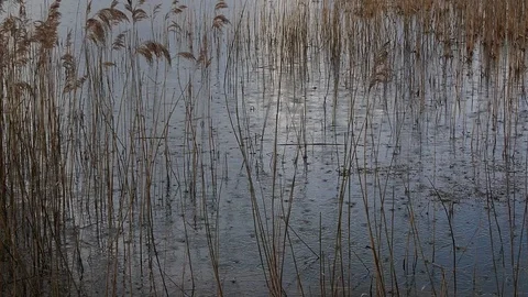 Rain falling on a lake with reeds Stock Footage 105845668