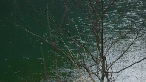 Rain falling on lake water surface with blurred tree branches in foreground Stock Footage 330769172