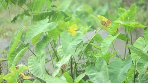 Rain falling on large green taro leaves (elephant ear plant) in a tropical .. Stock Footage 317498081