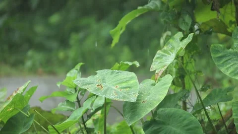 Rain falling on large green taro leaves (elephant ear plant) in a tropical .. Stock Footage 317498083