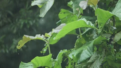 Rain falling on large green taro leaves (elephant ear plant) in a tropical .. Stock Footage 317498191