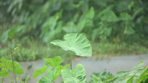 Rain falling on large green taro leaves (elephant ear plant) in a tropical .. Stock Footage 317498195