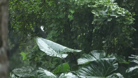 Rain falling on large green taro leaves (elephant ear plant) in a tropical .. Stock Footage 317498213