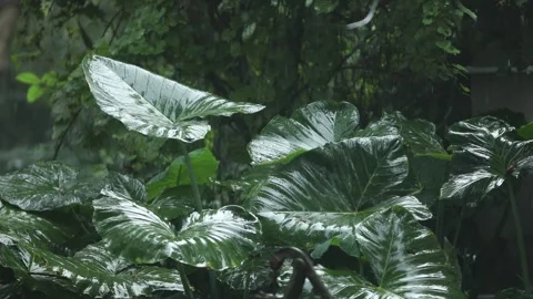 Rain falling on large green taro leaves (elephant ear plant) in a tropical .. Stock Footage 317498216