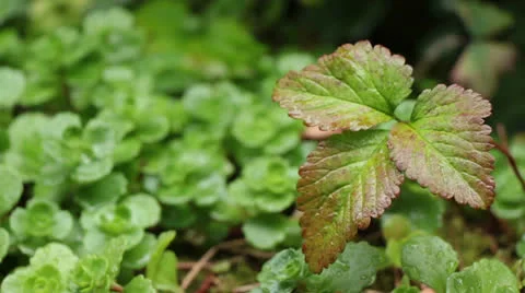 Rain Falling on a Leaf Stock-Footage 25038682