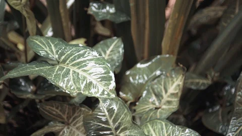 Rain falling on leaf Video stock 128142227