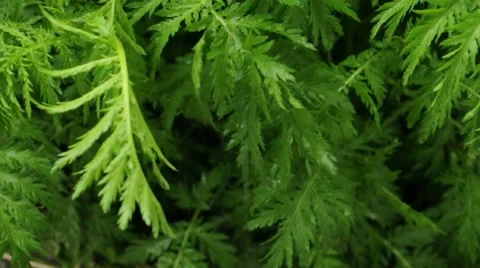 Rain Falling on Leaves 01847 Stock Footage 8680532