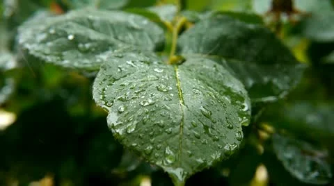 Rain Falling on Leaves, 1080p Video stock 13423327