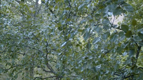 Rain falling on the leaves and dripping down Stock Footage 112394299