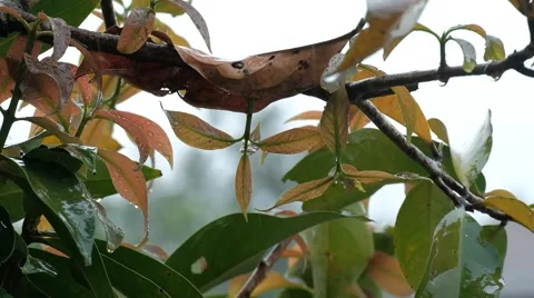 Rain falling on leaves with blurry background Stock Footage 139677095