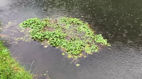 Rain falling on leaves in canal Vidéo 285660699