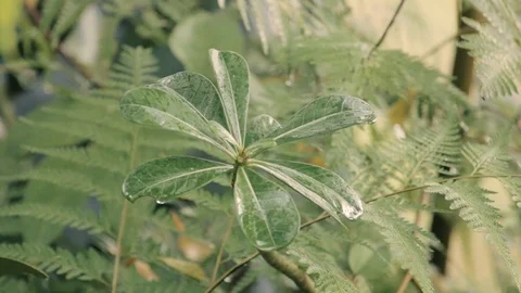 Rain falling on leaves  during rainy day Stock Footage 108532326