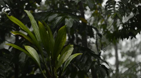 Rain falling on leaves 動画素材 43968612