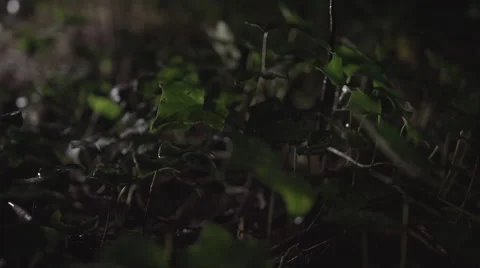 Rain falling on leaves Video stock 68145562