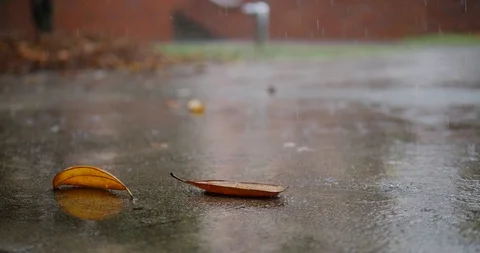 Rain falling on leaves Stock Footage 94840128