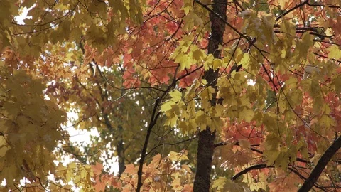 Rain falling from leaves Stock Footage 100137806