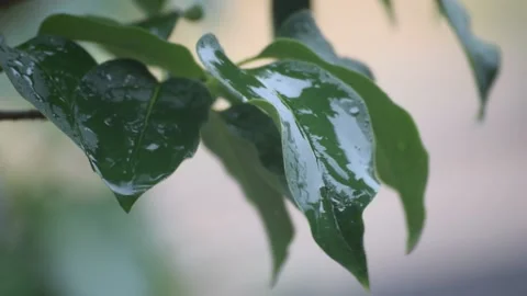 Rain falling on leaves Video stock 133281812