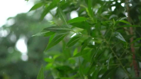 Rain falling on leaves Stockbeeldmateriaal 138990886