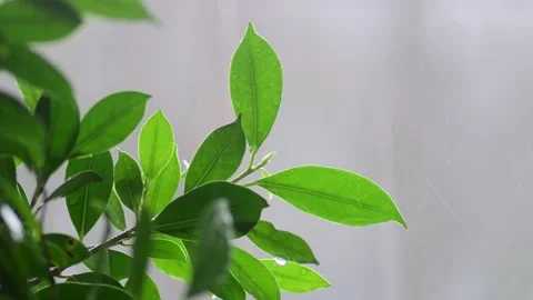 Rain falling on leaves Stock Footage 195677864