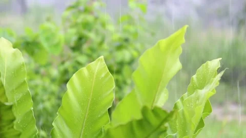 Rain falling on leaves in the garden, blurred green background, rainstorm. Stock Footage 345962209