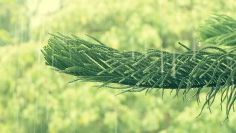 Rain falling on leaves pine during rainy day Stock Footage 108532209