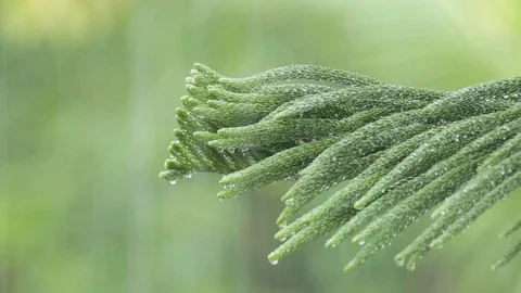Rain falling on leaves pine during rainy day Stock Footage 108532237