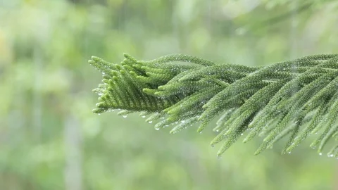 Rain falling on leaves pine during rainy day Stock Footage 108532248
