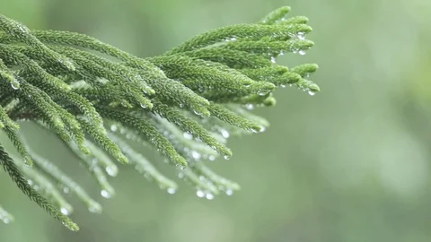 Rain falling on leaves pine during rainy day Stock Footage 108532250