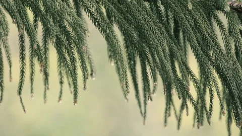 Rain falling on leaves pine during rainy day Stock Footage 108532256