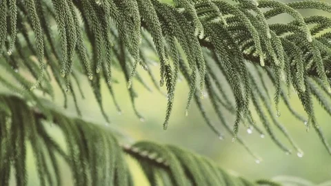 Rain falling on leaves pine during rainy day Stock Footage 108532295