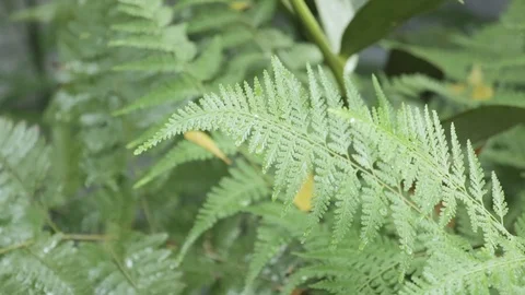 Rain falling on leaves pine during rainy day 스톡 동영상 108532321