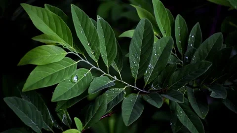 Rain falling on leaves in a rainforest Stock Footage 309521540