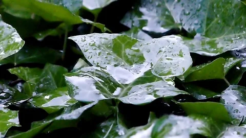 Rain falling on leaves in slow motion Stock Footage 99117594