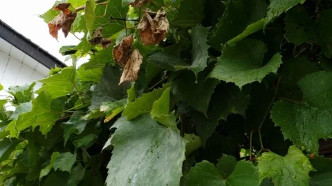 Rain Falling on Leaves in Slow Motion Stock Footage 125009374