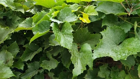 Rain Falling on Leaves in Slow Motion Stock Footage 125012050
