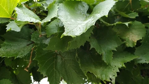 Rain Falling on Leaves in Slow Motion Stock Footage 125014052