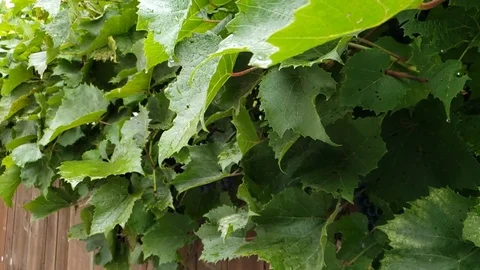 Rain Falling on Leaves in Slow Motion Stock Footage 125015697