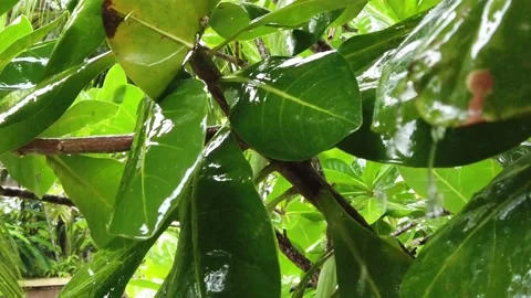 Rain Falling On Leaves Slow Motion Stock Footage 148303094