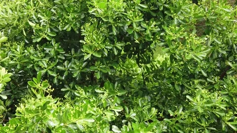 Rain falling on leaves in slow motion Video stock 154499790