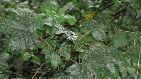 Rain falling on the leaves of a Sycamore tree Video stock 117417435