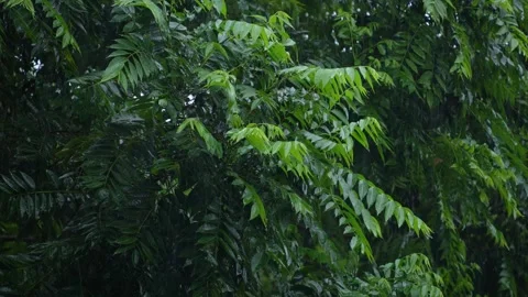 Rain falling on the leaves of the tree Stock Footage 340777800