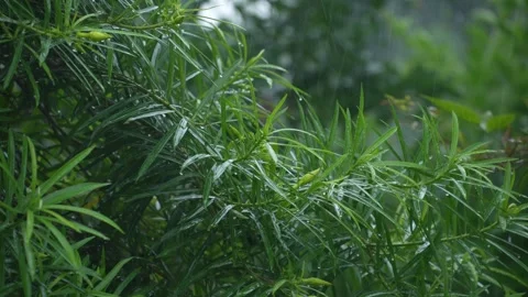 Rain falling on the leaves of the tree Stock Footage 340777887