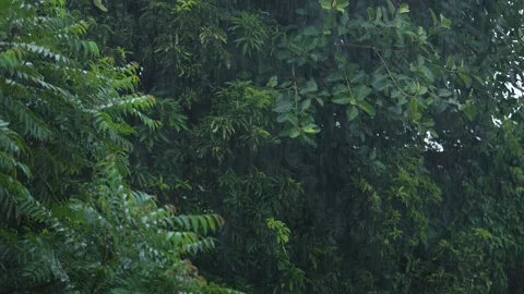 Rain falling on the leaves of the tree Stock Footage 340778037
