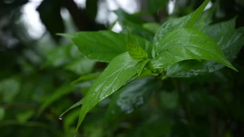 Rain falling on the leaves of the tree Stock Footage 340778056