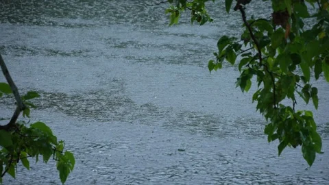 Rain falling on the leaves of the tree Stock Footage 340778144