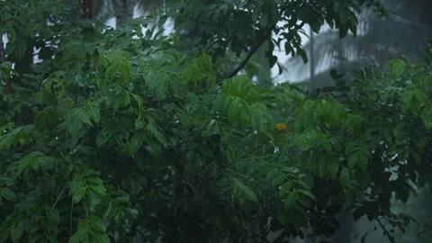 Rain falling on the leaves of the tree Stock Footage 340778227
