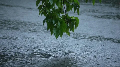 Rain falling on the leaves of the tree Stock Footage 340778265