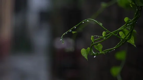 Rain falling on the leaves of the tree Stock Footage 340778485