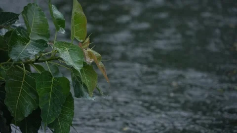 Rain falling on the leaves of the tree Stock Footage 340778509